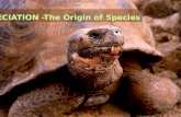 SPECIATION -The Origin of Species. What is speciation?  Recap:  Species = a population or group of populations whose individual members can interbreed.