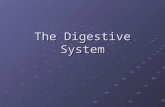 The Digestive System. Digestive System Alimentary canal Accessory digestive organs 6 essential activities Regulation (mechanical and chemical stimuli)