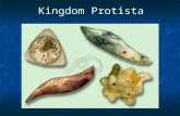 Kingdom Protista. All protists have a nucleus and are therefore eukaryotic. All protists have a nucleus and are therefore eukaryotic.eukaryotic Protists.