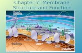 Chapter 7: Membrane Structure and Function. Overview: Life at the Edge Plasma membrane: boundary that separates the living cell from its surroundings.