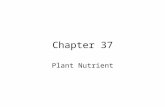 Chapter 37 Plant Nutrient. The uptake of nutrients occurs at both the roots and the leaves. –Roots, through mycorrhizae and root hairs, absorb water and.