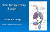 The Respiratory System Thorax and Lungs Rachel S. Natividad, RN, MSN, NP.