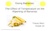 Going Bananas: The Effect of Temperature on the Ripening of Bananas Tracey Merz Grade 10 .