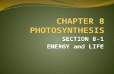 SECTION 8-1 ENERGY and LIFE. AUTOTROPHS AND HETEROTROPHS What is the key source of energy for most things? THE SUN Plants and other organisms such as.