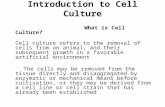 Introduction to Cell Culture What is Cell Culture? Cell culture refers to the removal of cells from an animal, and their subsequent growth in a favorable.