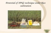 Potential of IPNS technique under Rice cultivation BGA Compost Chemical Bio fertilizers Fertilizers.