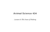 Animal Science 434 Lecture 8: The Onset of Puberty.