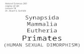 Natural Sciences 360 Legacy of Life Lecture 18 Dr. Stuart S. Sumida Synapsida Mammalia Eutheria Primates (HUMAN SEXUAL DIMORPHISM)