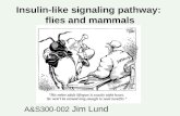 Insulin-like signaling pathway: flies and mammals A&S300-002 Jim Lund.
