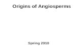Origins of Angiosperms Spring 2010. Outline Origin of the angiosperms Characters of angiosperms Brief history of angiosperm classification Major groups.