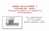 Fall, 2005 1 HUMAN DEVELOPMENT 1 PSYCHOLOGY 3050: Biological Bases of Cognitive Developement Dr. Jamie Drover SN-3094, 864-8383 e-mail – jrdrover@mun.ca.