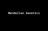 Mendelian Genetics. Gregor Mendel (1822-1884) Responsible for the laws governing Inheritance of Traits.