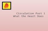 Circulation Part 1 What the Heart Does. The heart pumps oxygenated blood through the body. The heart also pumps blood filled with carbon dioxide away.