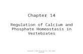 Chapter 14 Regulation of Calcium and Phosphate Homeostasis in Vertebrates Copyright © 2013 Elsevier Inc. All rights reserved.