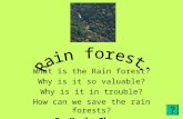 What is the Rain forest? Why is it so valuable? Why is it in trouble? How can we save the rain forests? By Marla Thomas.