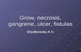 Grow, necrosis, gangrene, ulcer, fistulas Shydlovscky A.V.