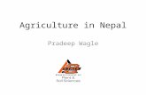 Agriculture in Nepal Pradeep Wagle. Background Information: Nepal.