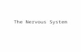 The Nervous System. Nervous System Three basic functions – Sensation gather information – Integration process information use of multiple sources of information.