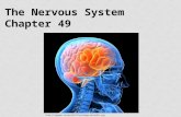 The Nervous System Chapter 49 .