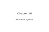Chapter 10 Muscular System. Terms Insertion – moveable attachment of the muscle Origin – attachment of muscle that remains relatively fixed during muscular.