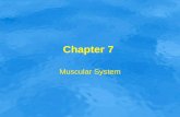 Chapter 7 Muscular System. Functions and Types of Muscle Has three types –Smooth –Cardiac –Skeletal Has three types –Smooth –Cardiac –Skeletal.