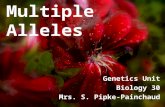 Multiple Alleles Genetics Unit Biology 30 Mrs. S. Pipke-Painchaud.