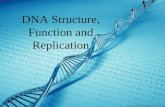 DNA Structure, Function and Replication. B5 – Describe DNA replication: Review DNA structure and function Describe the purpose of DNA replication Identify.