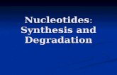 Nucleotides: Synthesis and Degradation. Roles of Nucleotides Precursors to nucleic acids (genetic material and non-protein enzymes). Currency in energy.
