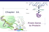 AP Biology Chapter 14. From Gene to Protein Biology 114.