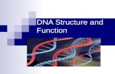 DNA Structure and Function. What is DNA? DeoxyriboNucleic Acid DNA is a Nucleic Acid The main job of DNA is to make PROTEINS.