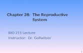 Chapter 28: The Reproductive System BIO 211 Lecture Instructor: Dr. Gollwitzer 1.