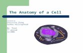 The Anatomy of a Cell Created by Christina Zhang Sydney Hollingshead Mr. Thiel 7 th period 12/2006.
