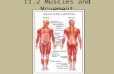 11.2 Muscles and Movement. The joints in our body provide mobility and hold the body together. Most joints include the following: Bones Ligaments Muscles.