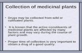 Collection of medicinal plants Drugs may be collected from wild or cultivated plants. It is known that the active constituents of medicinal plants are.
