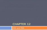 CHAPTER 12 DNA and RNA. 12-1: DNA  How was DNA discovered?  Fredrick Griffith  Oswald Avery  Hershey & Chase  Watson & Crick.