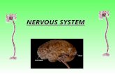 NERVOUS SYSTEM. Three Basic Functions Performed by Nervous Systems: 1.Receive sensory input from internal and external environments : pressure, taste,