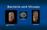 Bacteria and Viruses HIV Virus Yersinia pestis Generalized Bacterial Cell.