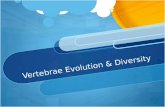 Vertebrae Evolution & Diversity. Invertebrate Chordates & The Origin of Vertebrates The vertebrates are part of a phylogenetic branch of the animal kingdom.