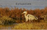 Estuaries. Estuaries are partially enclosed coastal bodies of water Examples of estuaries include: –River mouths –Bays –Inlets –Gulfs –Sounds Formed by.