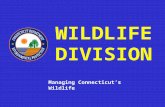 WILDLIFE DIVISION Managing Connecticut’s Wildlife.