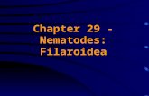 Chapter 29 - Nematodes: Filaroidea. Generalized Life Cycle The long thread-like, adult filarial worms are found in the lymphatic glands, tissues and body.