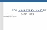 The Excretory System Aaron Wong. What does it do? Every cell produces metabolic wastes such as: Salt Carbon dioxide Urea (toxic compound produced when.