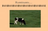 Ruminants..... Ruminants: Some Basics Distinguishing Features A. Rumination: regurgitation, remastication, re-insalivation, reswallowing B. Eructation: