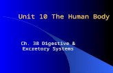 Unit 10 The Human Body Ch. 38 Digestive & Excretory Systems.