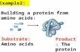 Example2: Building a protein from amino acids: Substrate: Amino acids Product: The protein.