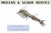 1 MEDIAN & ULNAR NERVES By Dr. Vohra & Dr. Sanaa Al-Shaarawy.