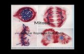 Mitosis Cellular Reproduction Part I. The Cell Cycle Cells must reproduce, the cell cycle describes how cells reproduce and what regulates reproduction.