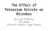 The Effect of Potassium Nitrate on Microbes By Liam O'Malley 9th Grade Central Catholic High School.