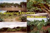 Cataloging Diversity PLEC Database. VS. Why Use Access?
