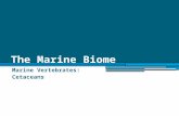 The Marine Biome Marine Vertebrates: Cetaceans.
